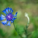 CRW_0044