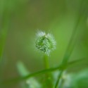 CRW_0121